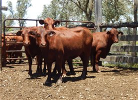 27 EU  Santa Gertrudis Heifers