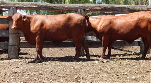 27 EU  Santa Gertrudis Heifers