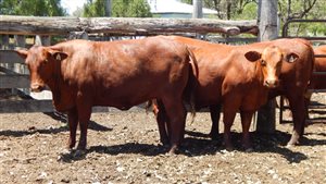 27 EU  Santa Gertrudis Heifers