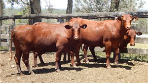 27 EU  Santa Gertrudis Heifers