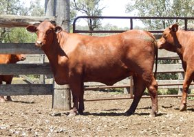 27 EU  Santa Gertrudis Heifers