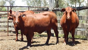 27 EU  Santa Gertrudis Heifers