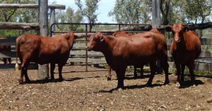 27 EU  Santa Gertrudis Heifers