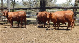 27 EU  Santa Gertrudis Heifers