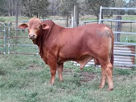 1  Droughtmaster Bull