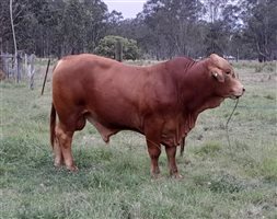 1  Droughtmaster Bull