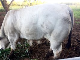 1 EU  Romagnola Bull