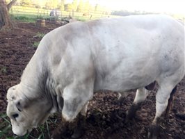 1 EU  Romagnola Bull