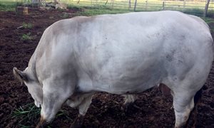 1 EU  Romagnola Bull