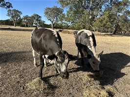 6  Speckle Park Steers