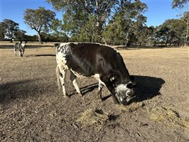 6  Speckle Park Steers