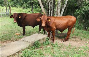 2 Santa Gertrudis yearling commercial bulls