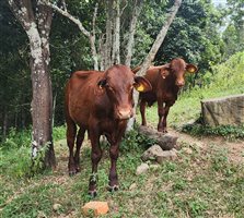 2 Santa Gertrudis yearling commercial bulls