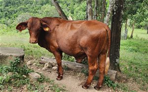 Z65 Santa Gertrudis Bull