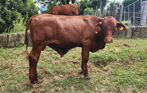 Z65 Santa Gertrudis Bull