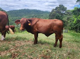 Z64 Santa Gertrudis Bull