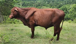 Z64 Santa Gertrudis Bull