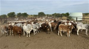 240  Brahman Steers