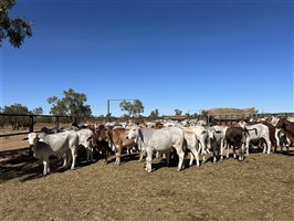 432  Brahman X Droughtmaster Heifers