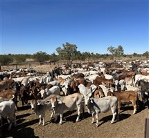 432  Brahman X Droughtmaster Heifers