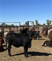 432  Brahman X Droughtmaster Heifers