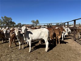432  Brahman X Droughtmaster Heifers