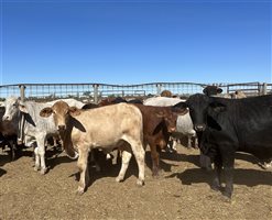 432  Brahman X Droughtmaster Heifers