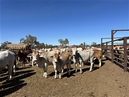 432  Brahman X Droughtmaster Heifers