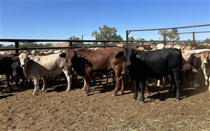 432  Brahman X Droughtmaster Heifers