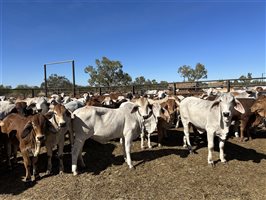 432  Brahman X Droughtmaster Heifers