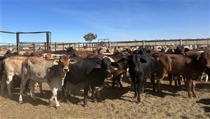 432  Brahman X Droughtmaster Heifers