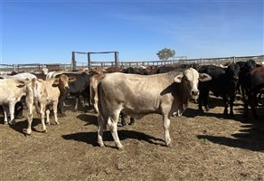 432  Brahman X Droughtmaster Heifers