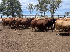 240 MSA  Composite
 X Cows & Calves