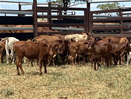 36 MSA  Composite
 X Cows & Calves