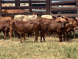 36 MSA  Composite
 X Cows & Calves