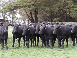 80 MSA  Angus Heifers