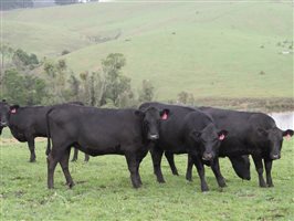 80 MSA  Angus Heifers