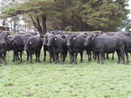 80 MSA  Angus Heifers