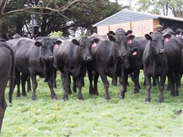 80 MSA  Angus Heifers