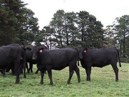 80 MSA  Angus Heifers