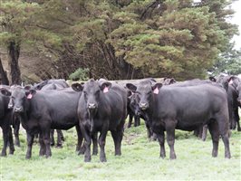 80 MSA  Angus Heifers