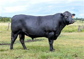 11  Angus Bulls