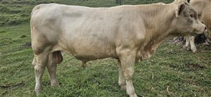 1  Charolais Bull