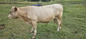 1  Charolais Bull