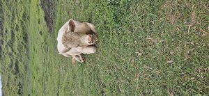 1  Charolais Bull