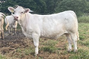 9  Charolais Heifers