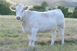 9  Charolais Heifers