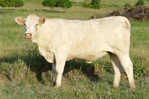 9  Charolais Heifers