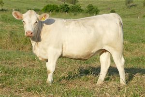 9  Charolais Heifers