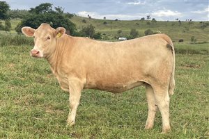 9  Charolais Heifers